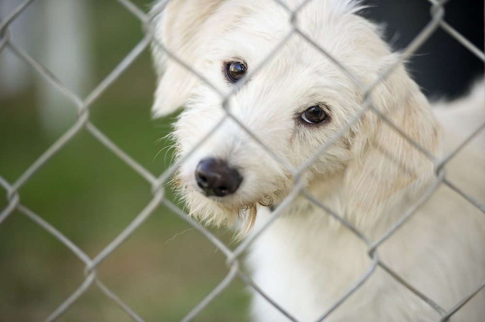 A cute white puppy dog is tilting his head curiously and looking through a chain link fence for pet security.